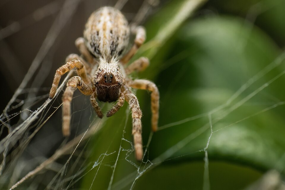Photo of Indian cooperative spider