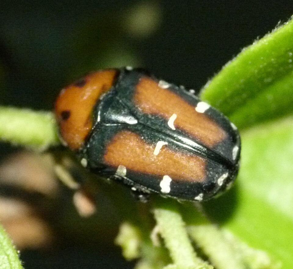Photo of Indian flower chafer