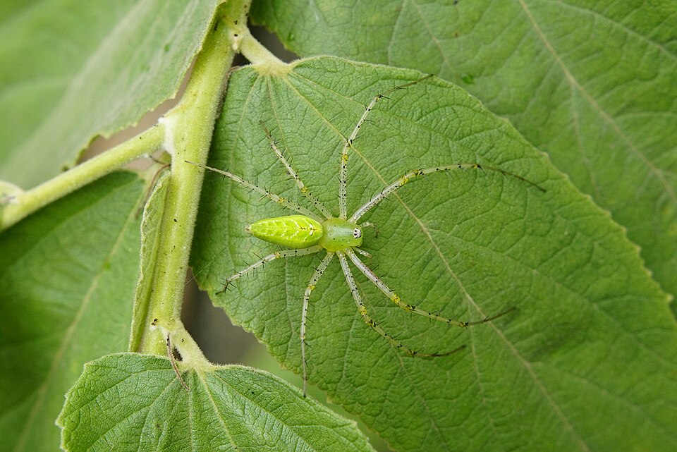 Photo of Indian green lynx spider