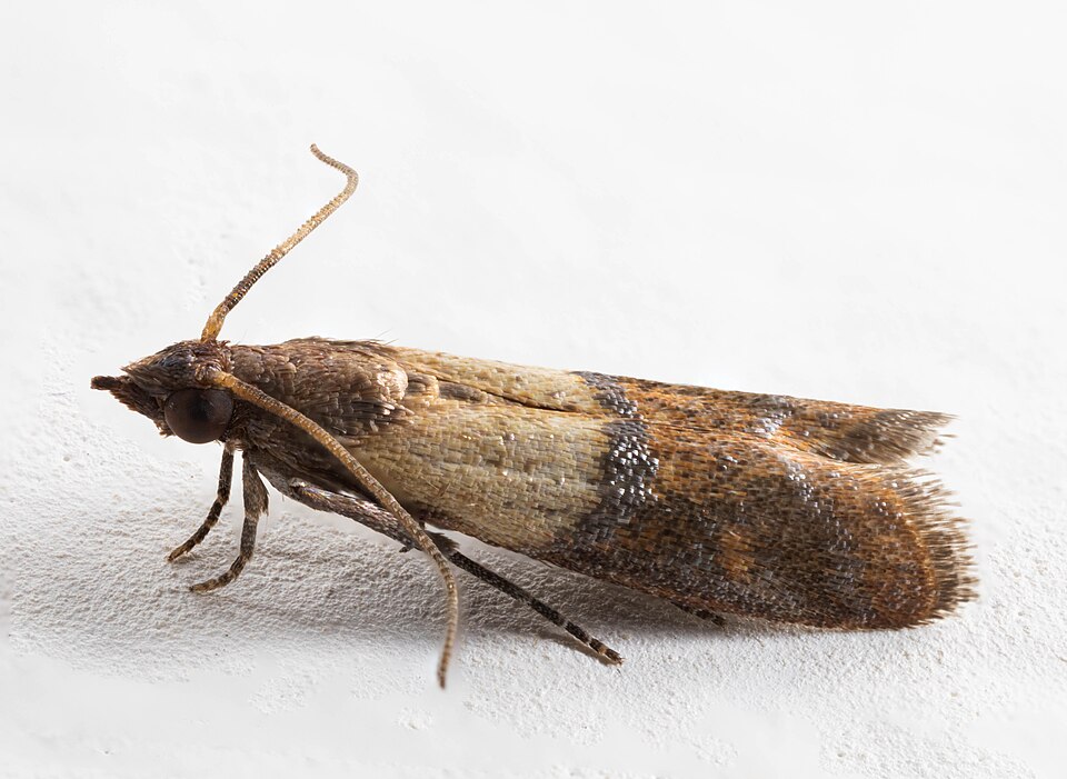 Photo of Indian meal moth