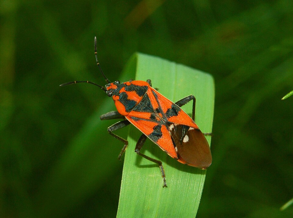 Photo of Indian milkweed bug
