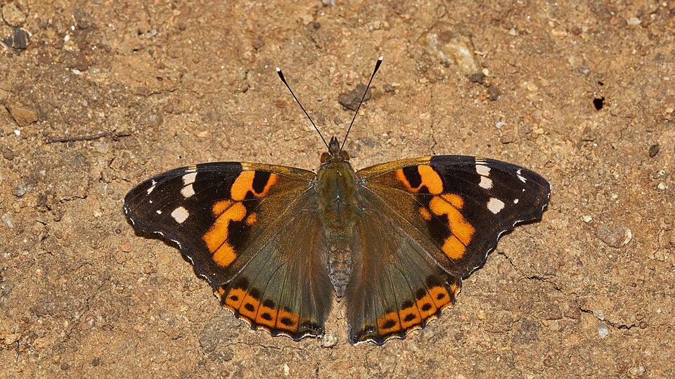 Photo of Indian red admiral