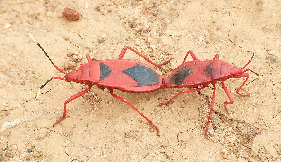 Photo of Indian red bug