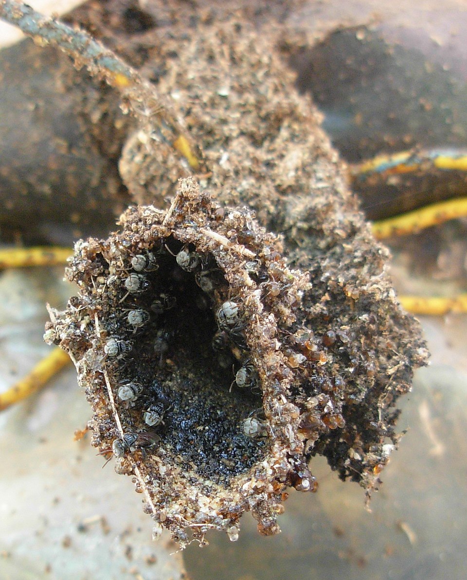 Photo of Indian stingless bee