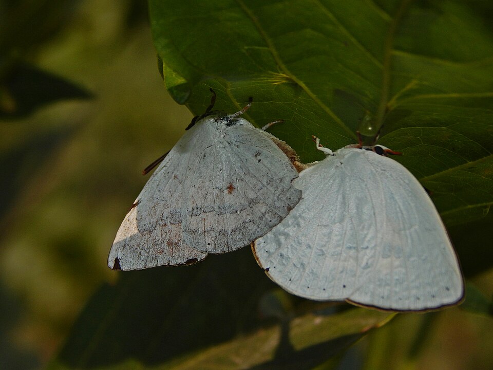 Photo of Indian sunbeam