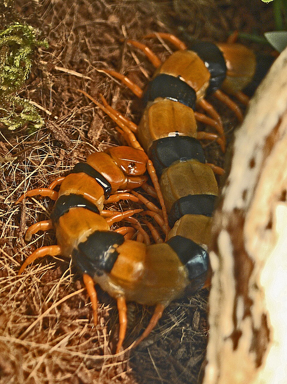 Photo of Indian tiger centipede