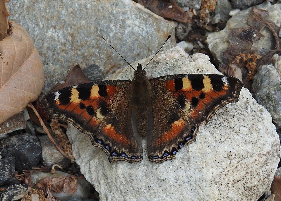 Photo of Indian tortoiseshell