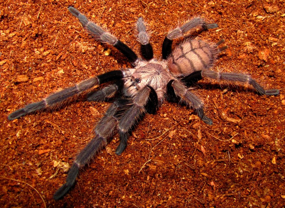 Photo of Indian violet tarantula