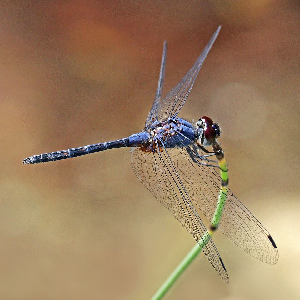 Photo of Indigo dropwing