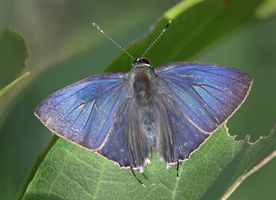 Photo of Indigo flash