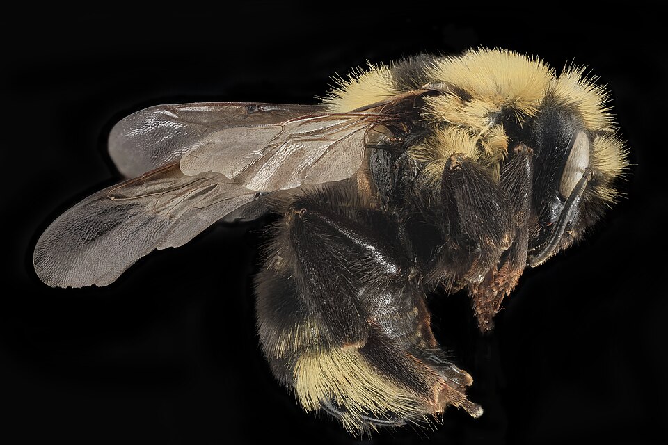 Photo of Indiscriminate cuckoo bumble bee