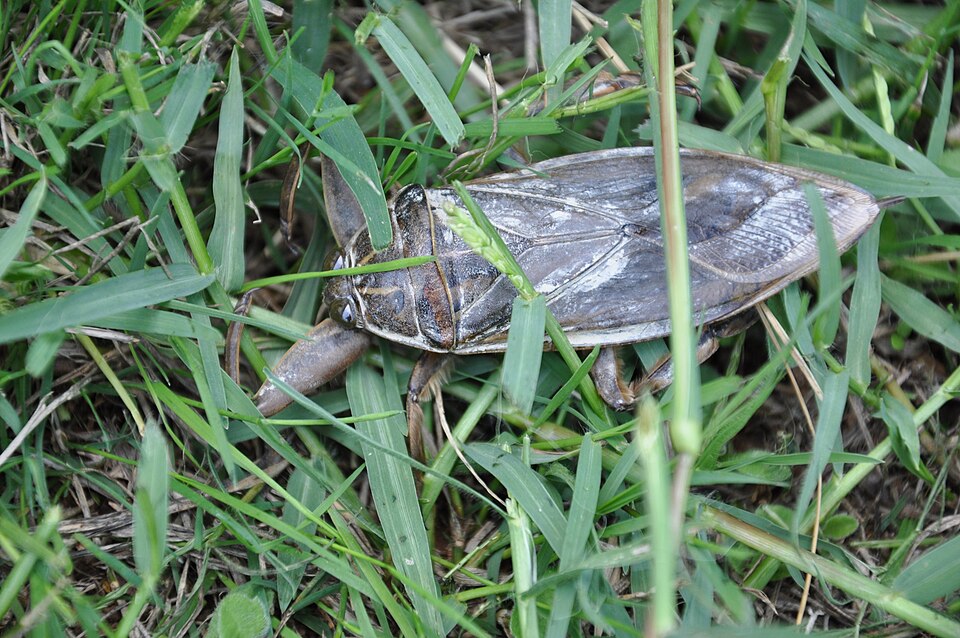 Photo of Indo-East Mediterranean giant water bug