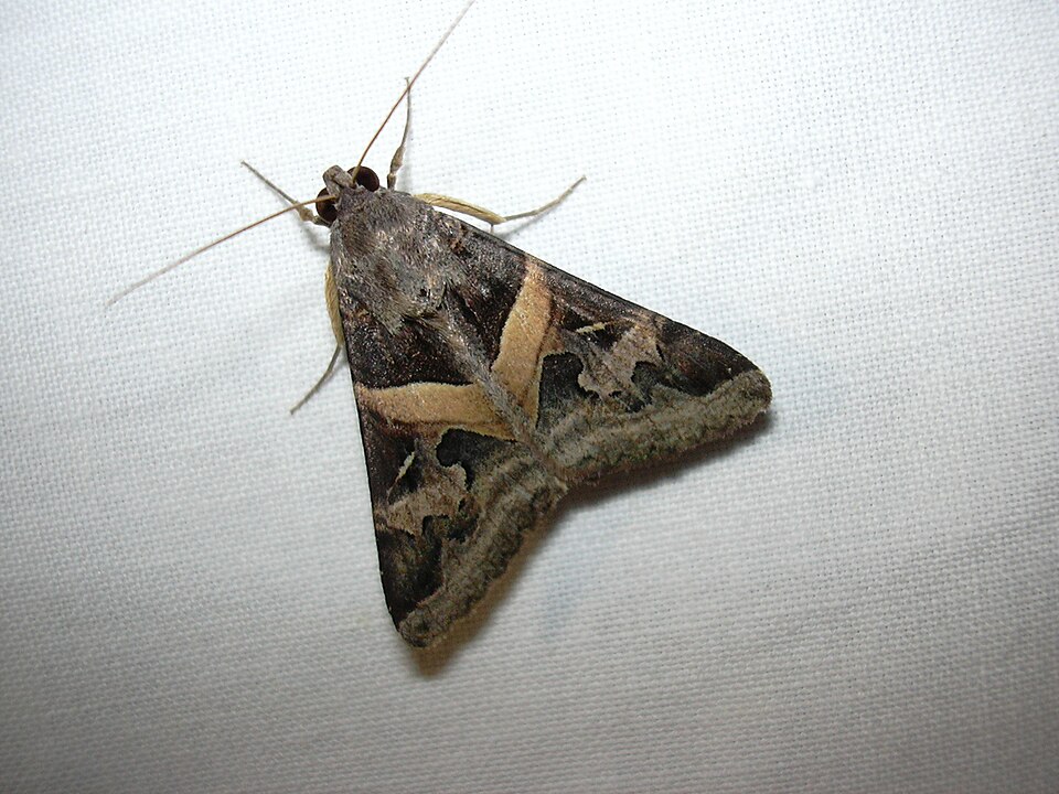 Photo of Indomitable graphic moth