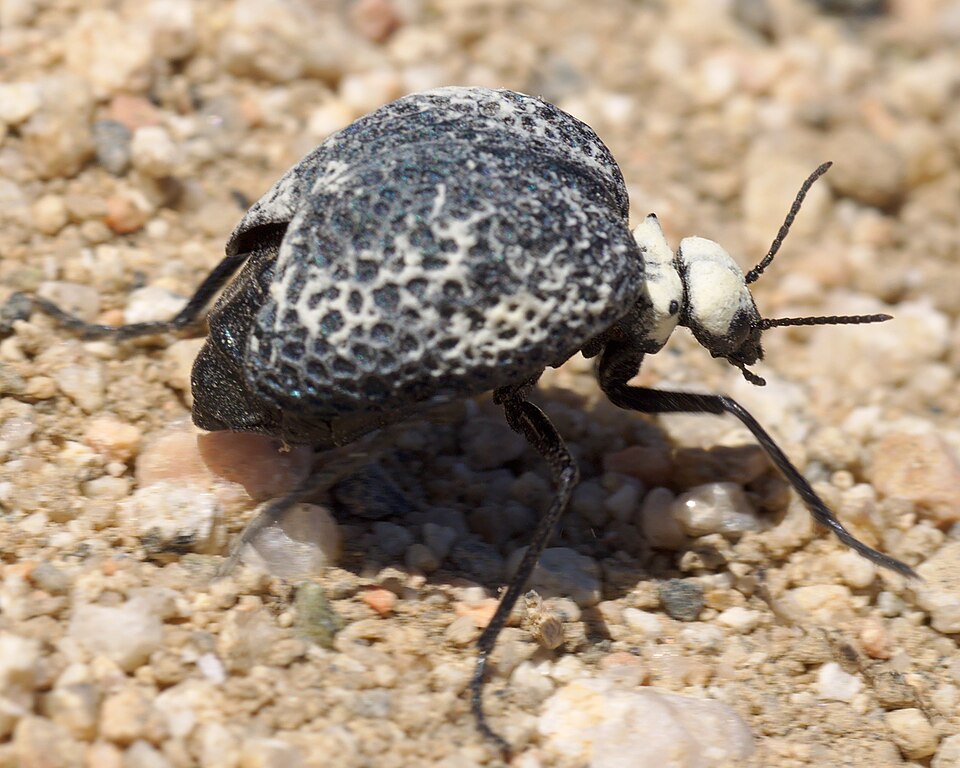 Photo of Inflated beetle