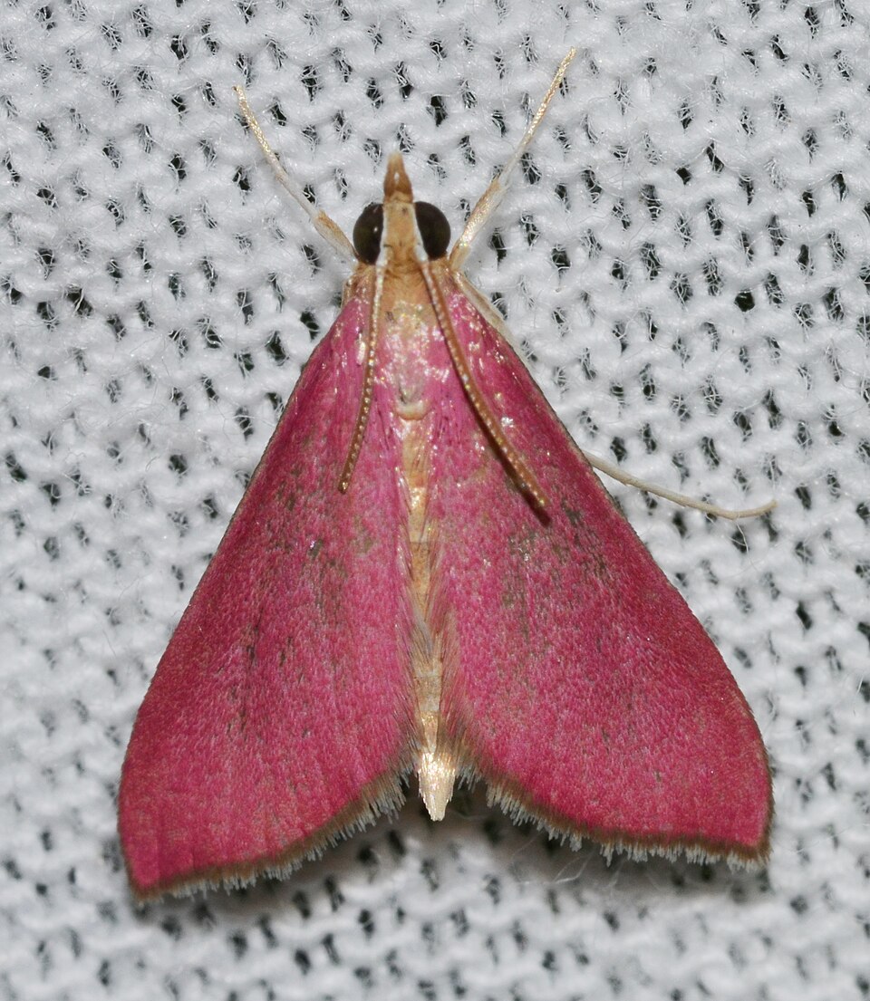Photo of Inornate pyrausta moth