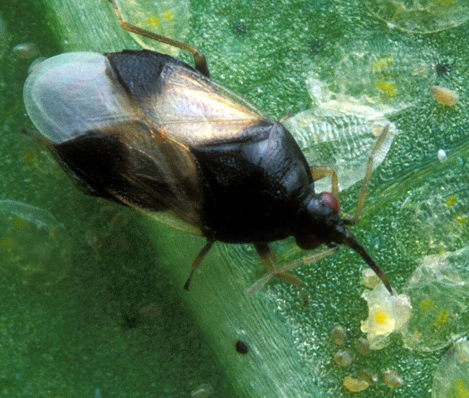 Photo of Insidious flower bug