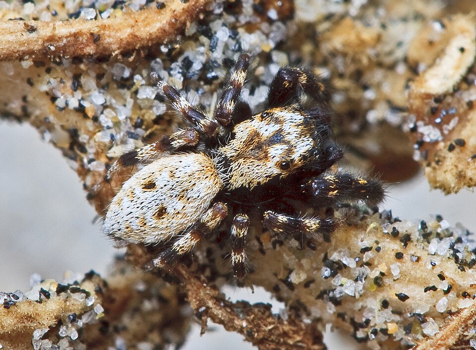 Photo of Intertidal jumping spider