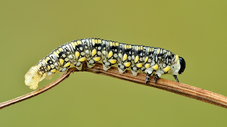 Photo of Introduced pine sawfly