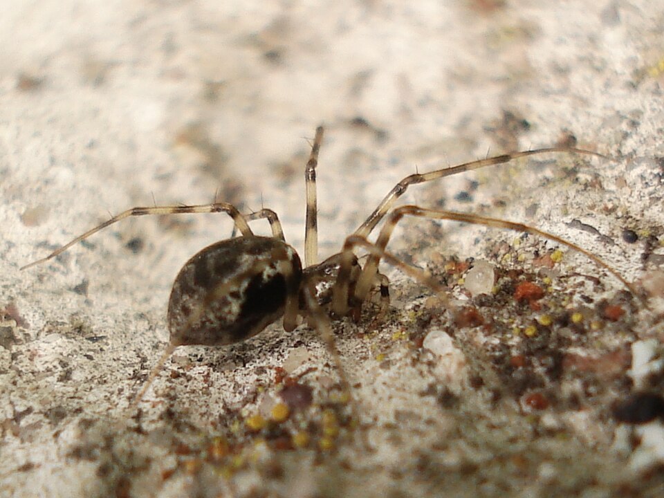 Photo of Invisible spider