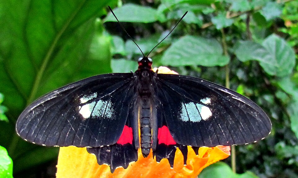 Photo of Iphidamas cattleheart