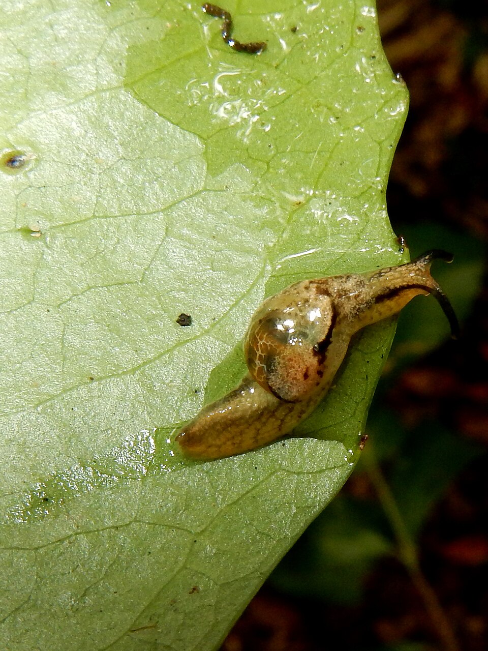 Photo of Iridescent semi-slug