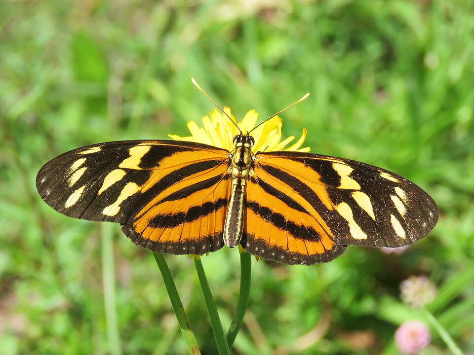 Photo of Isabella's longwing