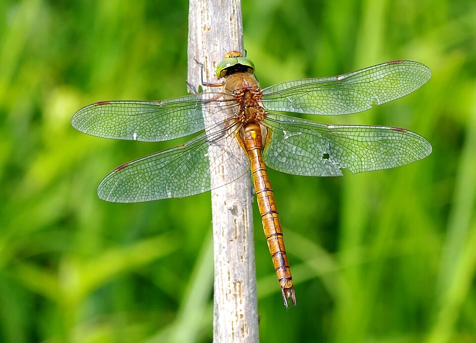 Photo of Norfolk hawker