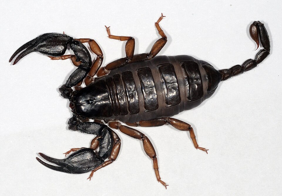 Photo of Italian scorpion