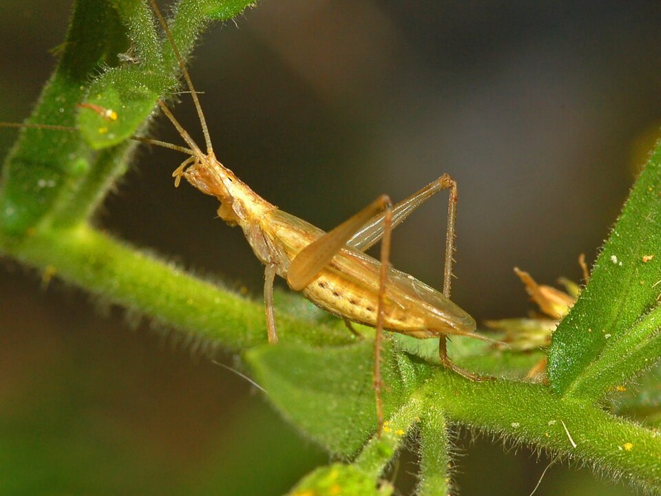 Photo of Italian tree cricket