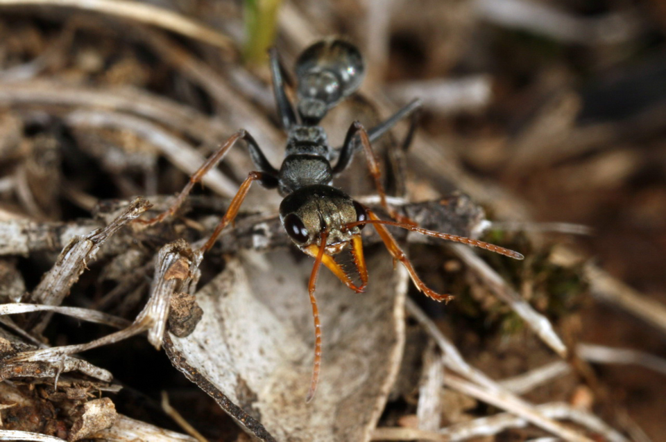 Photo of Jack jumper ant