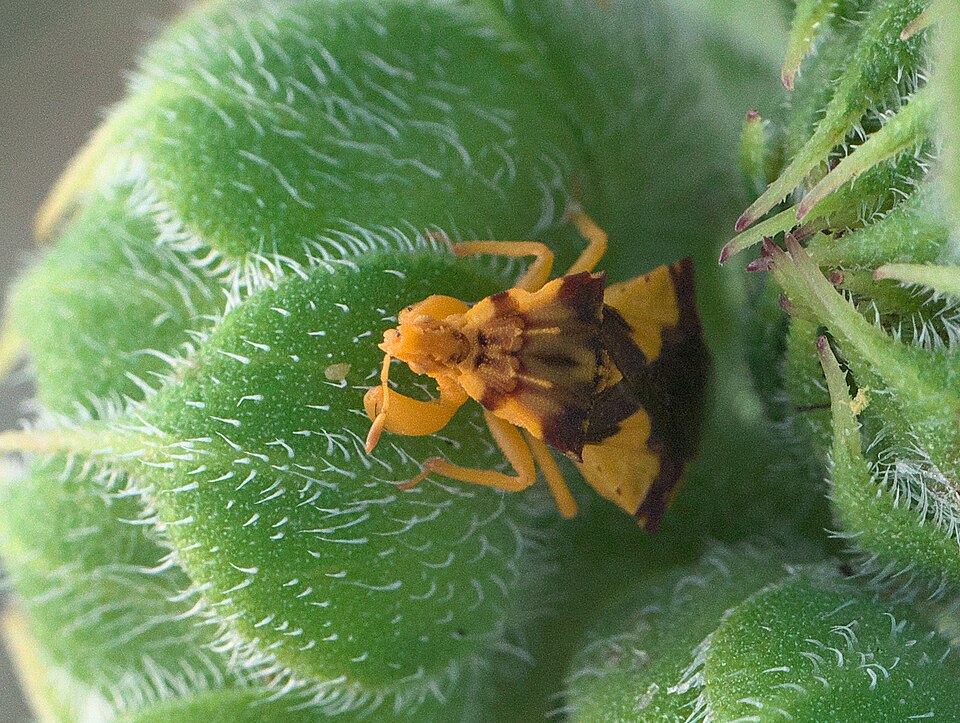 Photo of Jagged ambush bug