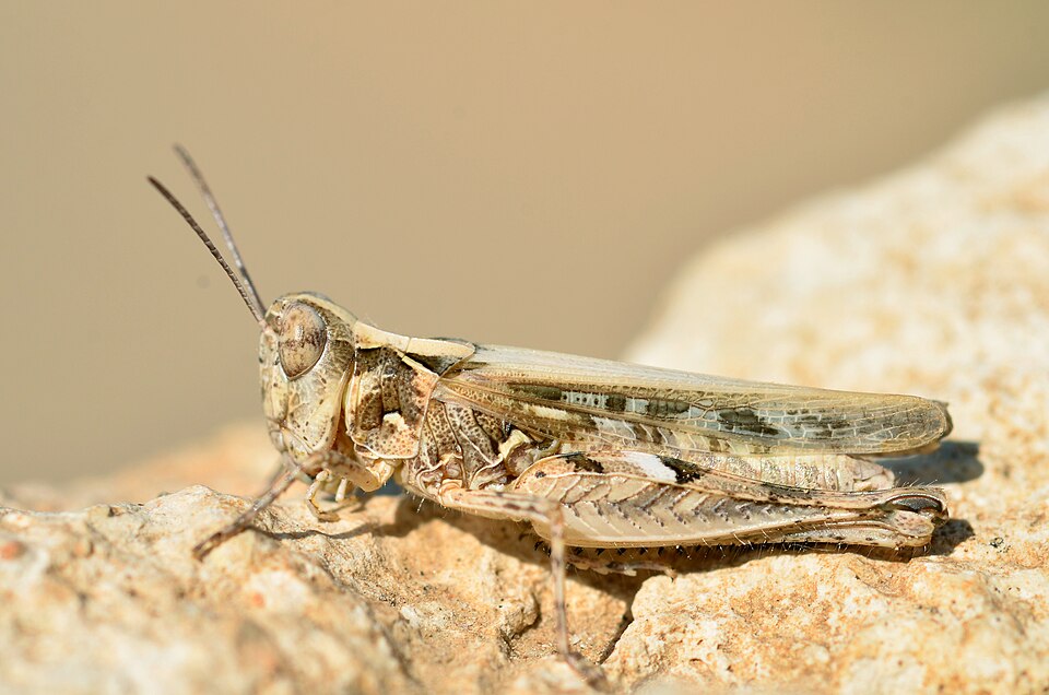 Photo of Jago's cross-backed grasshopper