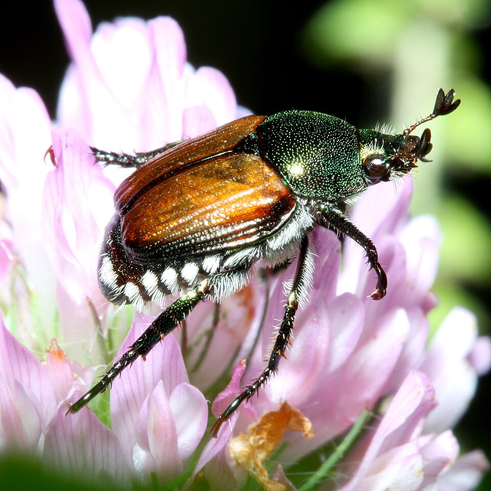 Photo of Japanese beetle