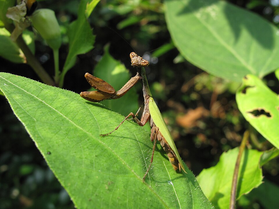 Photo of Japanese boxer mantis