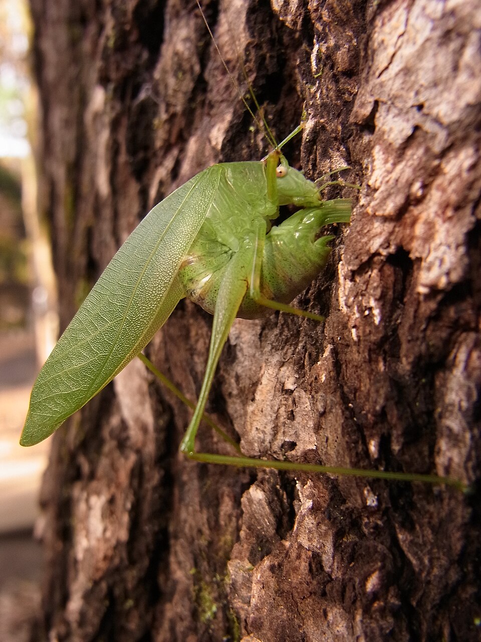 Photo of Japanese broadwinged katydid