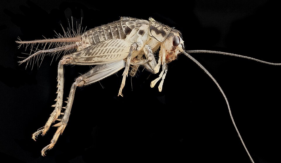 Photo of Japanese burrowing cricket