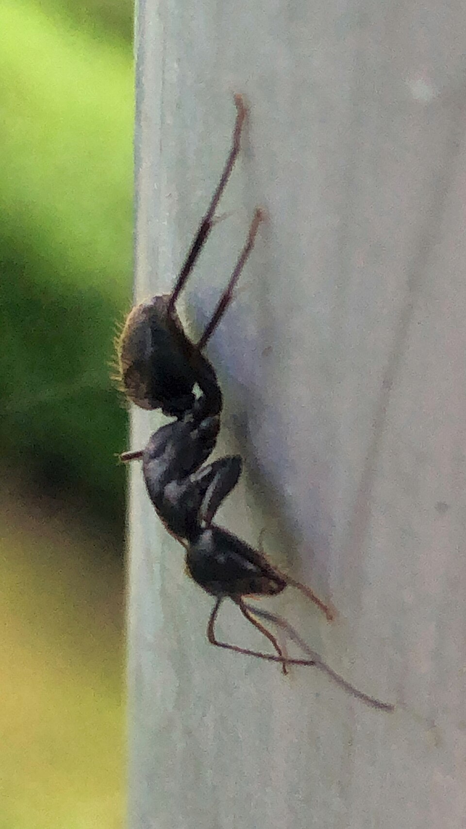 Photo of Japanese carpenter ant
