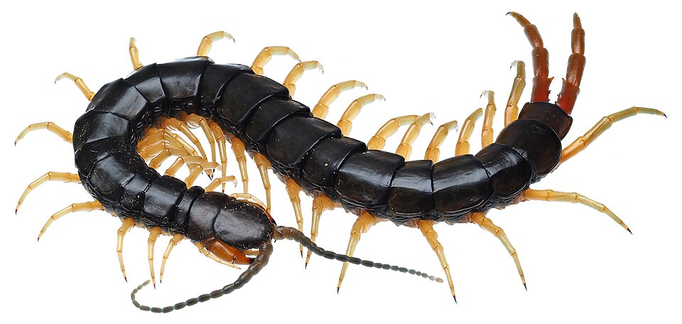Photo of Japanese giant centipede