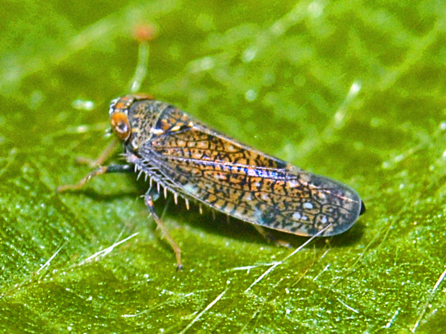 Photo of Japanese leafhopper