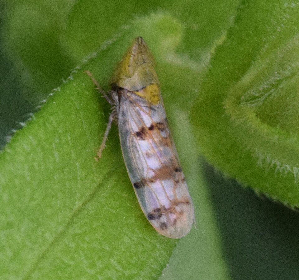 Photo of Japanese maple leafhopper