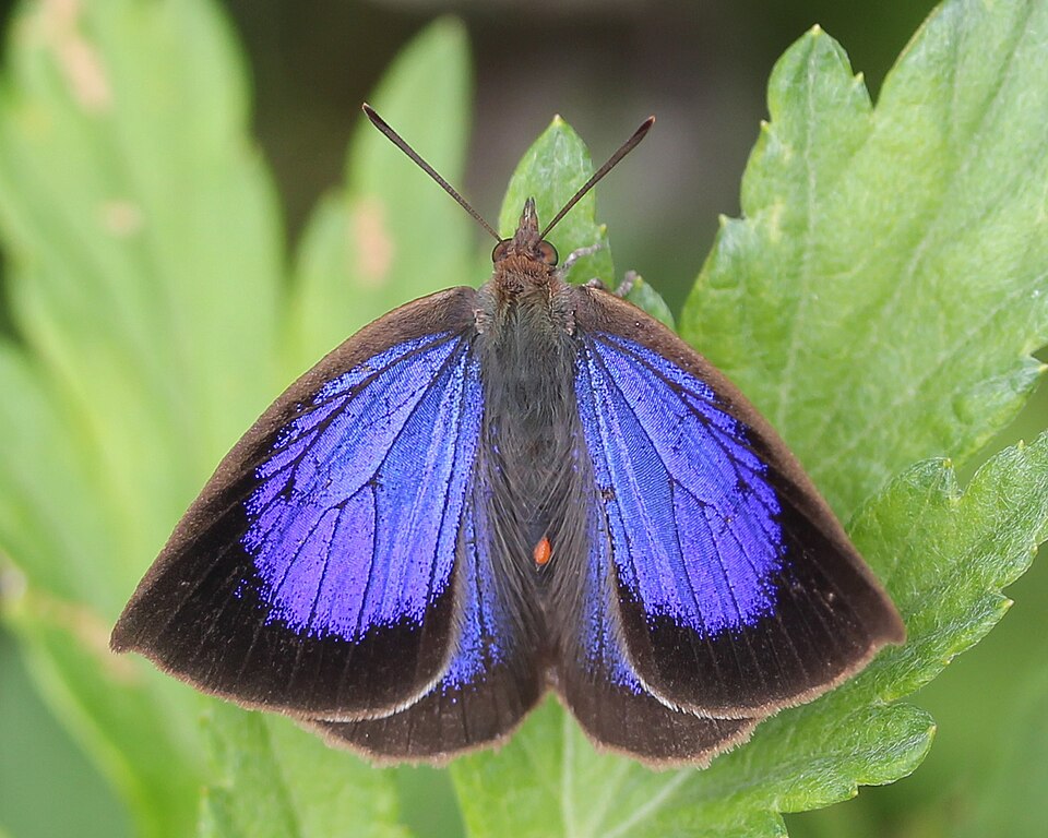 Photo of Japanese oakblue