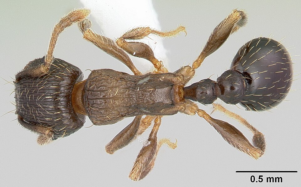 Photo of Japanese pavement ant