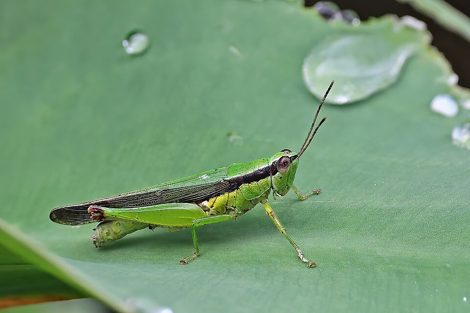 Photo of Japanese rice grasshopper