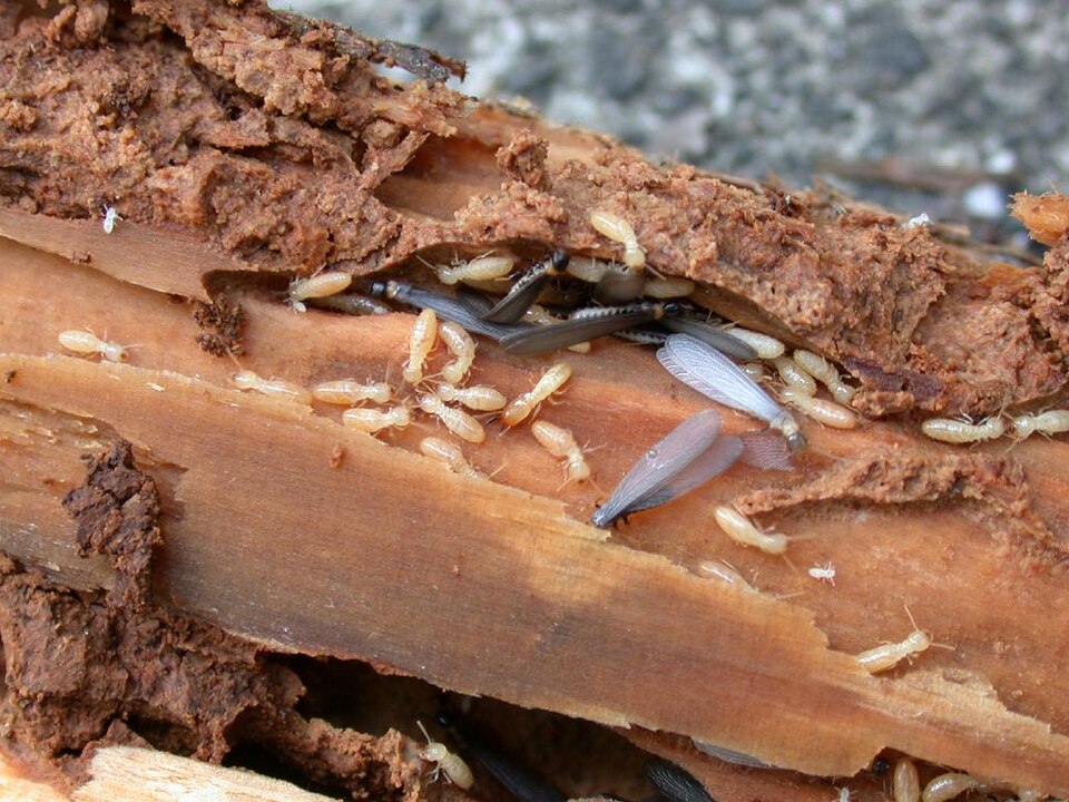 Photo of Japanese termite