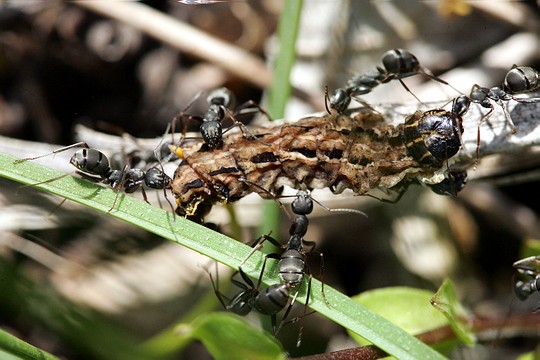 Photo of Japanese wood ant