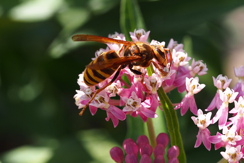 Photo of Japanese yellow hornet