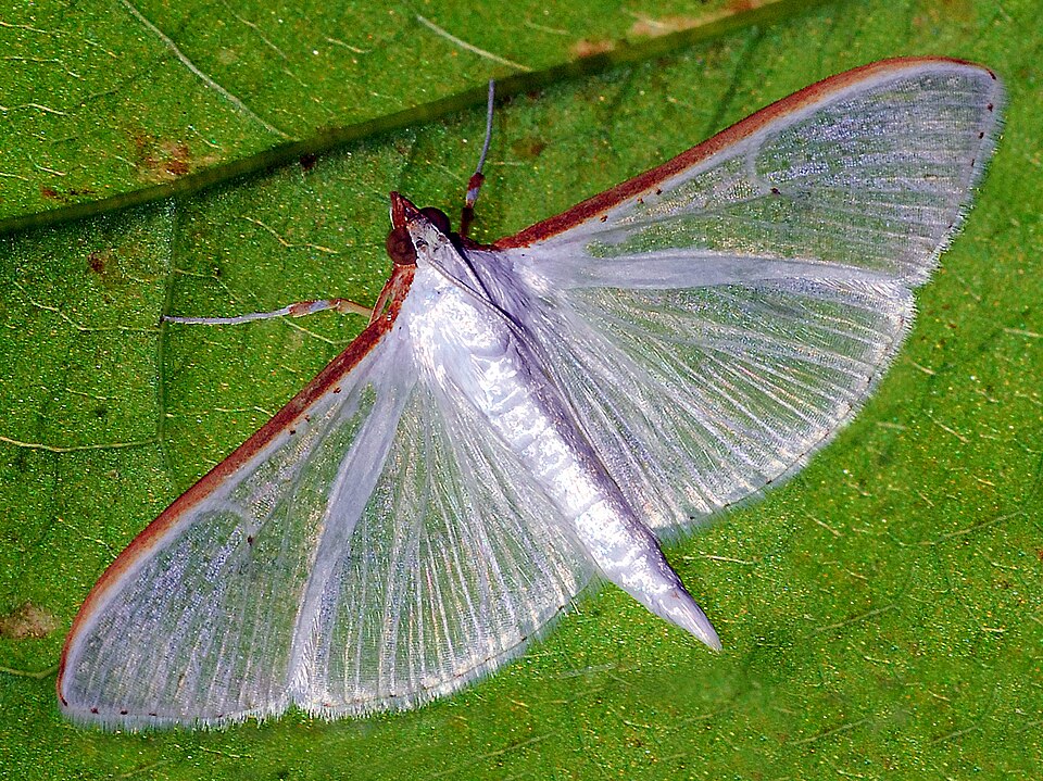 Photo of Jasmine moth