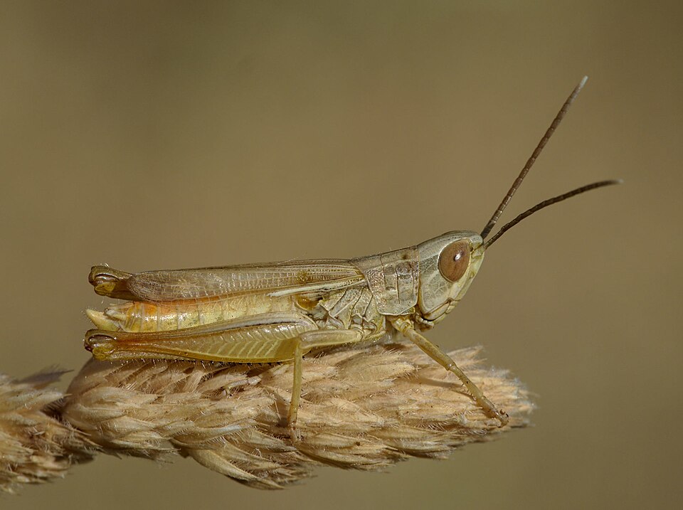 Photo of Jersey grasshopper