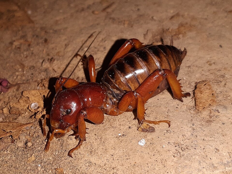 Photo of Jerusalem cricket