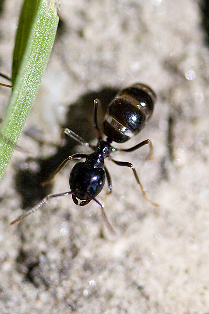 Photo of Jet ant